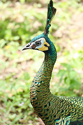 포토 JPG 해외이미지 나무 동물 1 야생동물 백그라운드 잎 오렌지 노래 자연 조류 휴식 종류 앉기 사람없음 야외 빨간색 초록색 여름 파란색 우주 봄 회색 바위 흰색 나뭇가지 공작 묘사 싱글 생물학 서식지 생태학 해외202004 해외포토 식물 계절 교육 음악 컬러 컨셉 과일 모션 돌_바위 생태계 파일형식 이미지허브