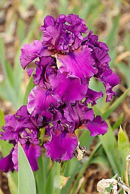 포토 JPG 해외이미지 식물 계절 꽃잎 꽃 줄기 잎 꽃무늬 자연 사람없음 초록색 머리 정원 봄 활발 벚꽃 신선 개화 캘리포니아 꽃가루 붓꽃 내추럴 해외202004 해외포토 컬러 컨셉 무늬 신체부위 미국 가루 생태계 파일형식 이미지허브