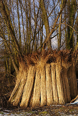 포토 JPG 해외이미지 나무 겨울 뼈 사람없음 버드나무 네덜란드 해외202004 해외포토 식물 계절 유럽 파일형식 이미지허브