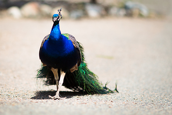 포토 JPG 해외이미지 동물 1 남자 야생동물 여행 백그라운드 패턴 오렌지 자연 조류 왕관 동물원 서기 사람없음 야외 가로 초록색 파란색 컬러풀 머리 활발 화려 우아함 공작 인도인 깃털 묘사 꼬리 부리 목 보여주기 꿩 멀티 터키석 해외202004 해외포토 외국인 컬러 컨셉 무늬 과일 모션 사람 동양인 신체부위 보석 생태계 파일형식 이미지허브