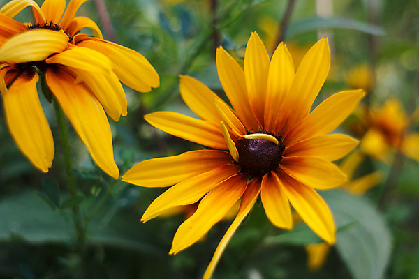 포토 JPG 해외이미지 나무 식물 구름 계절 꽃잎 꽃 단풍 밭 자연 잉글랜드 풍경 사람없음 야외 가로 초록색 여름 파란색 농작물 농장 환경 계곡 침묵 봄 들꽃 흰색 농촌 시골 신선 숲 땅 데이지 자연백그라운드 멀리 수평선 카피스페이스 해외202004 해외포토 자연요소 컬러 백그라운드 잎 농업 영국 소리 공백 생태계 파일형식 이미지허브