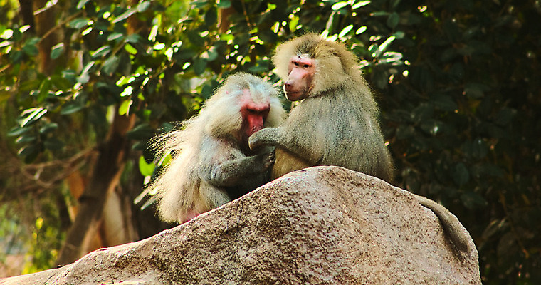 포토 JPG 해외이미지 동물 계절 공원 아시아 여행 백그라운드 포유류 아프리카 자연 생물 동물원 이집트 종류 미술 사람없음 야외 반려동물 환경 원숭이 황무지 숲 모피 유인원 포트폴리오 해외202004 해외포토 공공시설 나라 문화예술 생태계 파일형식 이미지허브