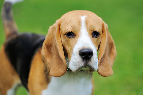 포토 JPG 해외이미지 동물 응시 행복 새끼 백그라운드 밭 포유류 자연 친절 건강 사랑 잔디 사람없음 야외 초록색 반려동물 갈색 머리 개 리트리버 강아지 작음 사냥개 비글 슛 송곳니 거짓말 기르기 복종 유래 해외202004 해외포토 식물 시선 감정 컬러 농업 신체부위 치아 크기 생태계 돌봄 파일형식 이미지허브