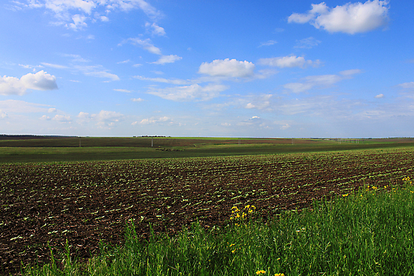 포토 JPG 해외이미지 구름 밭 농업 자연 하늘 해바라기 풍경 사람없음 초록색 파란색 시골 언덕 수평선 해외202004 해외포토 자연요소 꽃 산업 컬러 생태계 파일형식 이미지허브