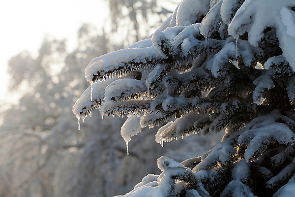 포토 JPG 해외이미지 나무 계절 공원 길 선 백그라운드 겨울 밭 자연 하늘 날씨 풍경 사람없음 야외 환경 정원 얼음 일몰 추위 백발 흰색 나뭇가지 시골 소나무 숲 시원함 12월 크리스탈 묘사 그림 서리 장면 마법 눈보라 1월 산악지대 2월 강렬 눈내림 해외202004 해외포토 자연요소 식물 헤어스타일 공공시설 컬러 농업 산 눈_날씨 노을 날짜 광석 생태계 파일형식 이미지허브