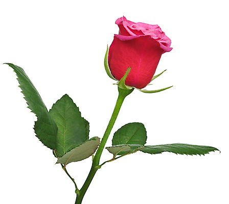 포토 JPG 해외이미지 식물 꽃 잎 자연 기념 발렌타인데이 선물 사랑 이벤트 사람없음 빨간색 장미 정원 활발 벚꽃 축하 신선 황금 순수 부드러움 고립 해외202004 해외포토 감정 컬러 컨셉 데이이벤트 감각 생태계 파일형식 이미지허브