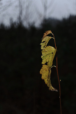 포토 JPG 해외이미지 단풍 잎 자연 사람없음 가을 나뭇가지 숲 해외202004 해외포토 나무 식물 계절 생태계 파일형식 이미지허브