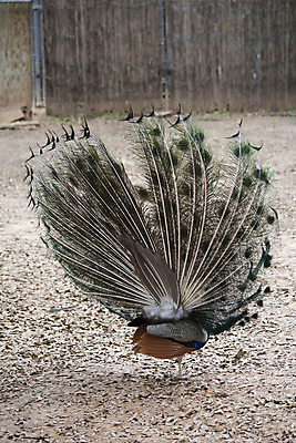 포토 JPG 해외이미지 동물 야생동물 포즈 자연 조류 종류 사람없음 야외 장식 초록색 물 파란색 컬러풀 활발 펼침 원형 의식 우아함 확대 공작 큼 인도인 전시회 깃털 꼬리 부리 보여주기 꿩 동물상 웅장함 이국적 해외202004 해외포토 자연요소 도형 외국인 컬러 컨셉 모션 동양인 조형물 전시 크기 생태계 파일형식 이미지허브