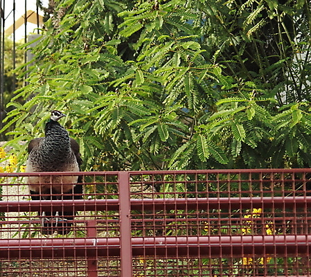 포토 JPG 해외이미지 나무 동물 야생동물 자연 조류 사람없음 초록색 파란색 울타리 컬러풀 우아함 공작 깃털 부리 내추럴 해외202004 해외포토 식물 컬러 컨셉 담장 생태계 파일형식 이미지허브