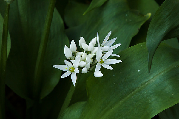 포토 JPG 해외이미지 식물 꽃 자연 잉글랜드 사람없음 봄 들꽃 흰색 시골 4월 냄새 삼림지대 식용 서식스 해외202004 해외포토 계절 컬러 영국 날짜 숲 생태계 파일형식 이미지허브