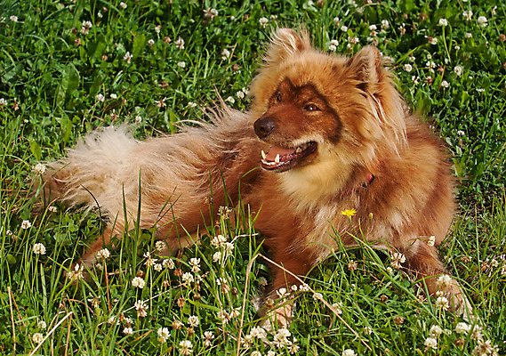 포토 JPG 해외이미지 동물 1 응시 계절 남자 얼굴 백그라운드 털 사람없음 야외 가로 빨간색 빛 반려동물 갈색 머리 카메라 흰색 아기 개 강아지 코 북쪽 멀리 솜털 기르기 순록 심각 해외202004 해외포토 시선 컬러 컨셉 포유류 사람 신체부위 전자제품 방향 돌봄 파일형식 이미지허브