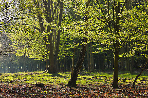 포토 JPG 해외이미지 나무 계절 공원 도로 여행 백그라운드 잎 자연 아침 그림자 풍경 사람없음 목재 초록색 여름 빛 햇빛 태양 평화 일출 환경 맑음 일몰 봄 새벽 하이킹 안개 광선 가을 나뭇가지 시골 황무지 숲 장면 공상 내추럴 해외202004 해외포토 주간 자연요소 식물 공공시설 길 컬러 컨셉 재료 교통시설 레저 날씨 노을 생태계 파일형식 이미지허브