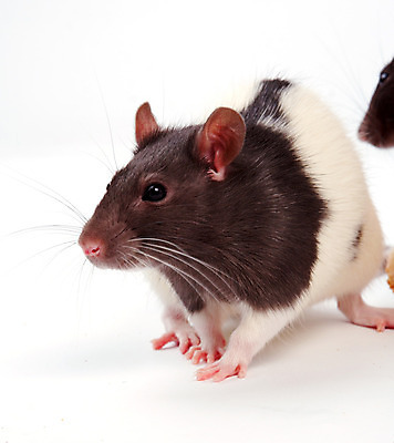 포토 JPG 해외이미지 동물 응시 빵 포유류 수염 털 사람없음 반려동물 갈색 회색 흰색 쥐 설치류 수줍음 심볼 호기심 흰배경 코 꼬리 귀 솜털 고립 해외202004 해외포토 시선 감정 음식 컬러 백그라운드 컨셉 신체부위 파일형식 이미지허브