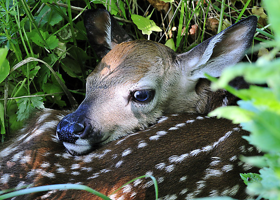 포토 JPG 해외이미지 동물 야생동물 밭 포유류 자연 사람없음 야외 아기 신생아 아기사슴 해외202004 해외포토 새끼 농업 사슴 사람 생태계 파일형식 이미지허브