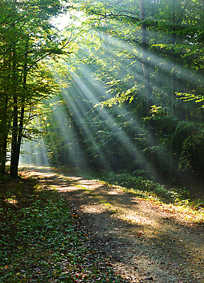 포토 JPG 해외이미지 나무 계절 공원 여행 백그라운드 단풍 자연 이끼 풍경 사람없음 목재 빛 햇빛 태양 평화 일출 환경 맑음 일몰 안개 광선 가을 나뭇가지 시골 소나무 황무지 숲 수분 땅 장면 내추럴 강렬 깊이 삼림지대 생태학 해외202004 해외포토 자연요소 식물 공공시설 교육 컨셉 잎 재료 날씨 노을 생태계 파일형식 이미지허브