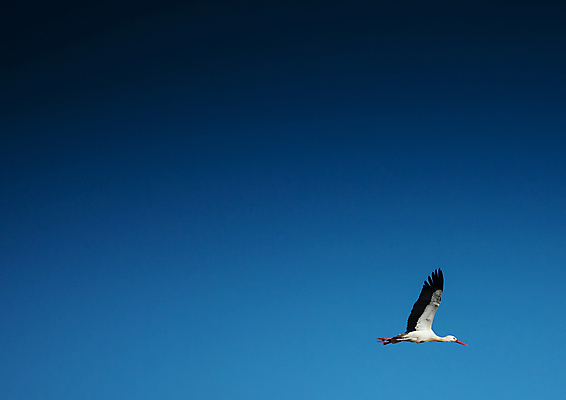 포토 JPG 해외이미지 동물 유럽 야생동물 농업 날개 자연 조류 하늘 사람없음 야외 화려 그룹 군중 깃털 황새 해외202004 해외포토 나라 산업 컨셉 사람 생태계 파일형식 이미지허브