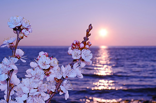 포토 JPG 해외이미지 나무 식물 계절 공원 꽃 바다 분홍색 백그라운드 꽃무늬 자연 하늘 새해 이벤트 사람없음 물 파란색 정원 일본 맑음 축제 봄 벚꽃 흰색 나뭇가지 신선 시간 개화 체리 4월 내추럴 고립 수평선 해외202004 해외포토 자연요소 공공시설 아시아 컬러 무늬 과일 날씨 날짜 생태계 파일형식 이미지허브