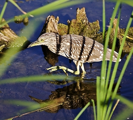 포토 JPG 해외이미지 호수 백그라운드 캐나다 조류 해변 사람없음 빨간색 물 파란색 갈색 미국 놀람 줄무늬 회색 닫기 습지 큼 왜가리 깃털 부식 그림 북쪽 고립 해외202004 해외포토 자연요소 동물 감정 바다 컬러 북아메리카 무늬 모션 표정 크기 방향 파일형식 이미지허브