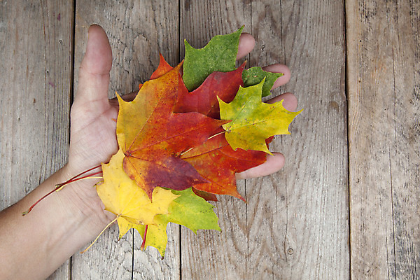 포토 JPG 해외이미지 손 계절 잎 오렌지 사람없음 목재 빨간색 초록색 노란색 회색 가을 그룹 유지 그런지 옛날 해외202004 해외포토 나무 식물 컬러 과일 재료 신체부위 파일형식 이미지허브