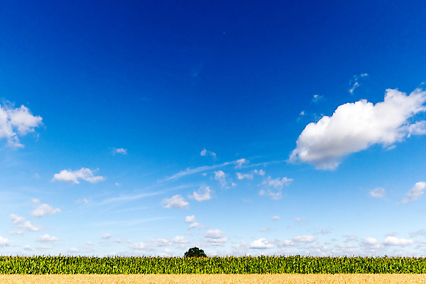 포토 JPG 해외이미지 나무 식물 구름 계절 공원 실루엣 여행 백그라운드 밭 오렌지 자연 하늘 휴가 따뜻함 그림자 풍경 사람없음 야외 빨간색 초록색 여름 파란색 빛 햇빛 태양 노란색 평화 일출 환경 침묵 황혼 일몰 새벽 황금 저녁 숲 장면 내추럴 수평선 해외202004 해외포토 자연요소 공공시설 컬러 컨셉 농업 과일 촬영기법 노을 소리 야간 생태계 파일형식 이미지허브
