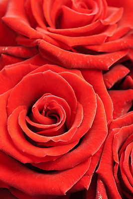 포토 JPG 해외이미지 식물 계절 꽃잎 꽃 꽃다발 백그라운드 꽃무늬 자연 추상 기념 발렌타인데이 선물 사랑 이벤트 사람없음 빨간색 장미 봄 활발 벚꽃 축하 신선 부드러움 해외202004 해외포토 감정 컬러 컨셉 무늬 데이이벤트 감각 생태계 파일형식 이미지허브