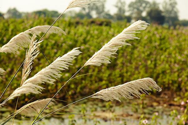 포토 JPG 해외이미지 아시아 백그라운드 농업 자연 하늘 풍경 사람없음 가로 마을 환경 그리너리 해외202004 해외포토 나라 산업 생태계 파일형식 트랜드컬러 이미지허브