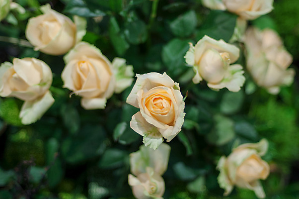 포토 JPG 해외이미지 꽃 꽃무늬 사람없음 장미 벚꽃 내추럴 해외202004 해외포토 식물 무늬 파일형식 이미지허브