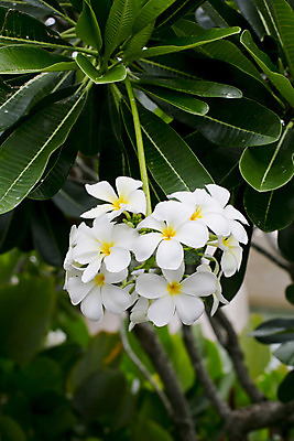 포토 JPG 해외이미지 나무 식물 디자인 꽃잎 꽃 선 꽃다발 백그라운드 잎 태국 자연 휴식 사람없음 야외 장식 초록색 노란색 우주 스파 봄 벚꽃 흰색 나뭇가지 신용카드 화려 개화 황금 우아함 다발 향기 초대 환영 남쪽 고립 아열대 그리너리 해외202004 해외포토 계절 아시아 컬러 컨셉 금융 방향 생태계 냄새 파일형식 트랜드컬러 이미지허브