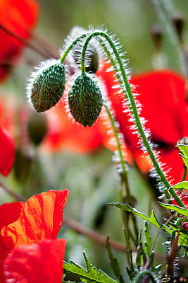 포토 JPG 해외이미지 식물 계절 꽃 줄기 꽃무늬 밭 자연 영국 잉글랜드 옥수수 풍경 사람없음 빨간색 세로 초록색 여름 햇빛 맑음 들꽃 벚꽃 시골 그룹 땅 허브 양귀비 진홍색 내추럴 구성 많음 서식스 해외202004 해외포토 유럽 컬러 컨셉 무늬 농업 날씨 곡류 태양 생태계 파일형식 이미지허브