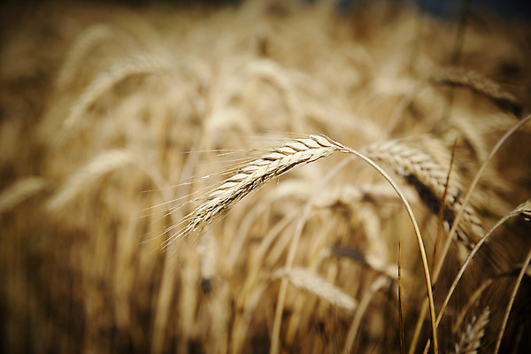 포토 JPG 해외이미지 식물 음식 백그라운드 밭 농업 채소 자연 옥수수 풍경 사람없음 여름 농작물 햇빛 농장 농경지 노란색 침묵 일몰 수확 성장 시골 도시 닫기 낟알 시리얼 밀 에코 날것 귀 장면 가뭄 밀짚 호밀 세련 해외202004 해외포토 계절 산업 컬러 모션 날씨 곡류 신체부위 태양 노을 환경 소리 짚 생태계 파일형식 이미지허브