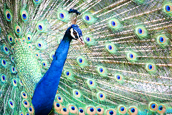 포토 JPG 해외이미지 동물 공원 남자 야생동물 패턴 날개 자연 조류 동물원 사람없음 초록색 파란색 컬러풀 펼침 공작 깃털 질감 꼬리 부리 내추럴 동물상 해외202004 해외포토 공공시설 컬러 무늬 모션 사람 조형물 생태계 파일형식 이미지허브