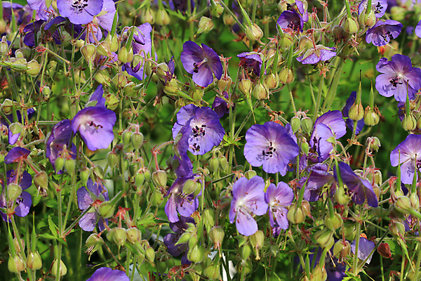 포토 JPG 해외이미지 식물 꽃잎 꽃 줄기 분홍색 잎 꽃무늬 자연 사람없음 초록색 정원 보라색 활발 벚꽃 흰색 닫기 묘사 고립 제라늄 해외202004 해외포토 컬러 컨셉 무늬 모션 생태계 파일형식 이미지허브