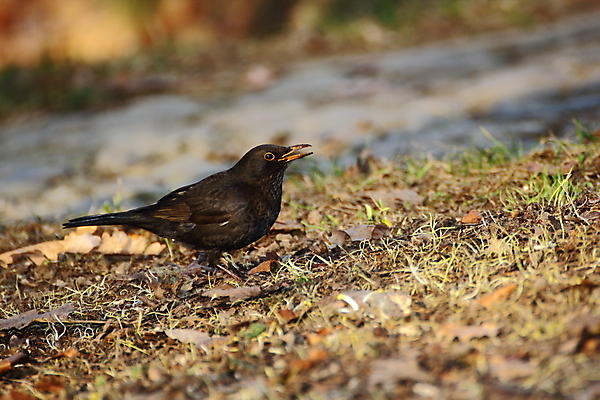 포토 JPG 해외이미지 동물 1 공원 여자 야생동물 밭 날개 자연 조류 서기 취미 사람없음 야외 옆모습 초록색 햇빛 갈색 정원 검은색 봄 둥지 깃털 부리 내추럴 땅바닥 혼자 해외202004 해외포토 계절 공공시설 뷰포인트 컬러 농업 모션 바닥 사람 태양 생태계 파일형식 이미지허브