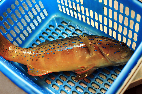 포토 JPG 해외이미지 음식 섬 어류 사람없음 가로 파란색 컬러풀 판매 신선 시장 해산물 유기농 날것 흙더미 건강식 말레이시아 해외202004 해외포토 웰빙 아시아 컬러 수중동물 흙 파일형식 더미 이미지허브