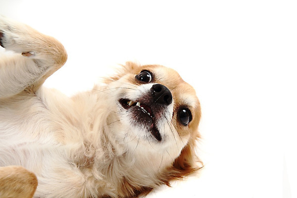 포토 JPG 해외이미지 동물 응시 포유류 사람없음 반려동물 갈색 우정 흰색 개 달콤 강아지 작음 즐거움 코 치와와 송곳니 고립 기르기 해외202004 해외포토 시선 감정 컬러 신체부위 친구 맛 치아 크기 돌봄 파일형식 이미지허브