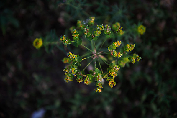 포토 JPG 해외이미지 모양 식물 디자인 계절 꽃 백그라운드 꽃무늬 패턴 밭 자연 아침 미술 풍경 사람없음 야외 초록색 여름 파란색 컬러풀 태양 정원 봄 들꽃 시골 신선 개화 질감 내추럴 섞기 수레국화 옛날 스타일 해외202004 해외포토 주간 자연요소 컬러 무늬 농업 문화예술 생태계 파일형식 이미지허브