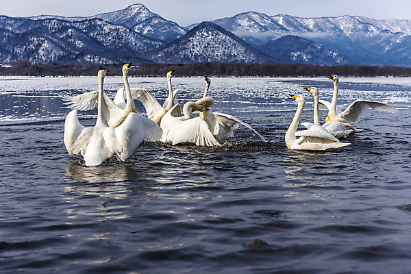 포토 JPG 해외이미지 동물 호수 야생동물 여행 조류 하늘 풍경 사람없음 야외 물 파란색 일본 흰색 홋카이도 백조 내추럴 해외202004 해외포토 자연요소 아시아 컬러 파일형식 이미지허브