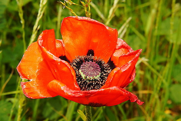 포토 JPG 해외이미지 꽃잎 꽃 씨앗 사람없음 빨간색 검은색 양귀비 해외202004 해외포토 식물 컬러 파일형식 이미지허브