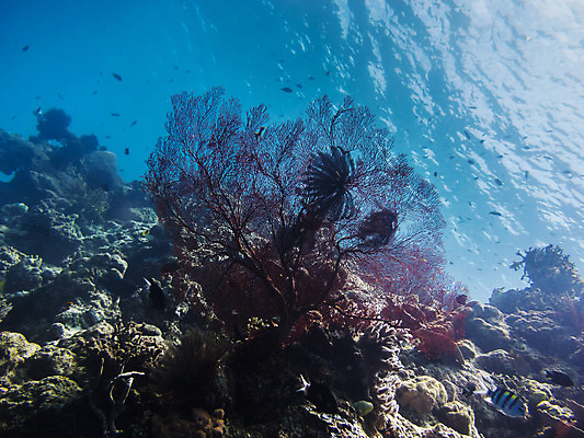 포토 JPG 해외이미지 동물 야생동물 파도 바다 여행 자연 휴가 휴식 건강 이집트 어류 사람없음 물 파란색 컬러풀 태양 수중 꿈 보트 산호 보호 다이빙 지느러미 암초 깊이 이국적 해외202004 해외포토 자연요소 컬러 컨셉 배_교통 아프리카 수영 수중동물 자포동물 생태계 수중스포츠 파일형식 이미지허브