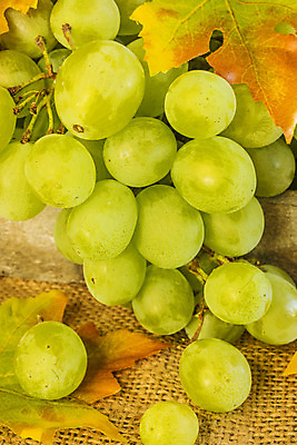 포토 JPG 해외이미지 계절 열매 음식 백그라운드 단풍 잎 다이어트 과일 재료 자연 포도 디저트 건강 사람없음 세로 초록색 여름 수확 가을 흰색 신선 그리기 그룹 닫기 달콤 다발 수집 오브젝트 포도나무 내추럴 숙성 해외202004 해외포토 식물 컬러 농업 모션 맛 과일나무 생태계 파일형식 이미지허브