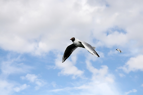 포토 JPG 해외이미지 동물 구름 호수 야생동물 바다 여행 날개 모션 자연 갈매기 조류 하늘 바람 휴가 풍경 취미 사람없음 야외 여름 파란색 환경 자유 그룹 우아함 보호 작음 대표 깃털 수평선 해외202004 해외포토 자연요소 계절 컬러 컨셉 날씨 크기 생태계 파일형식 이미지허브