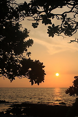 포토 JPG 해외이미지 나무 잎 오렌지 사람없음 태양 황혼 일몰 새벽 나뭇가지 설정 해외202004 해외포토 자연요소 식물 과일 노을 파일형식 이미지허브