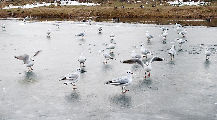 포토 JPG 해외이미지 동물 겨울 날개 조류 사람없음 야외 물 강 걷기 얼음 산책 흰색 미끄럼틀 강가 깃털 운하 해외202004 해외포토 자연요소 계절 컬러 모션 휴식 놀이기구 파일형식 이미지허브