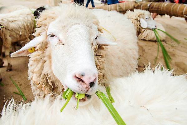 포토 JPG 해외이미지 동물 밭 농업 포유류 사람없음 야외 초록색 울타리 농장 환경 목장 흰색 시골 양 스페인 양치기 방목 허들 내추럴 양모 찰과상 해외202004 해외포토 직업 유럽 산업 컬러 담장 직물 축산업 상처 장애물 파일형식 이미지허브