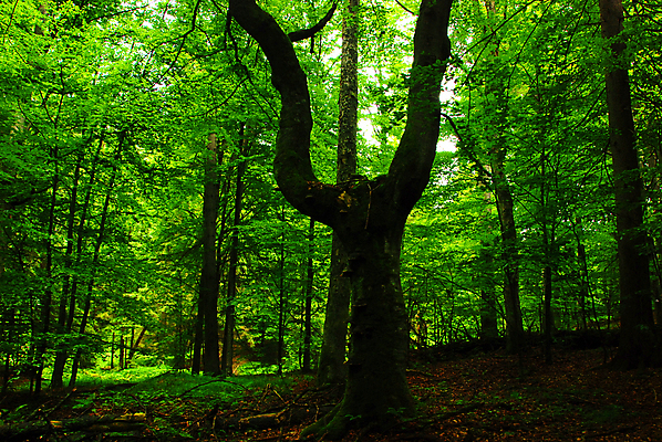 포토 JPG 해외이미지 나무 식물 백그라운드 잎 자연 사람없음 야외 초록색 빛 환경 성장 나뭇가지 신선 숲 유기농 해외202004 해외포토 웰빙 컬러 생태계 파일형식 이미지허브
