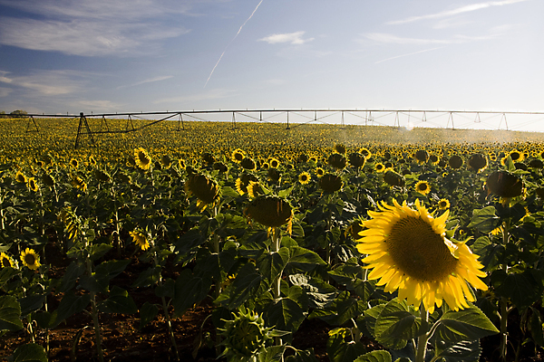 포토 JPG 해외이미지 산업 밭 농업 비즈니스 해바라기 풍경 사람없음 물 농작물 농장 농경지 기계 장비 성장 시골 땅 포르투갈 물주기 분무기 밭일 스프링쿨러 해외202004 해외포토 자연요소 꽃 유럽 모션 파일형식 이미지허브
