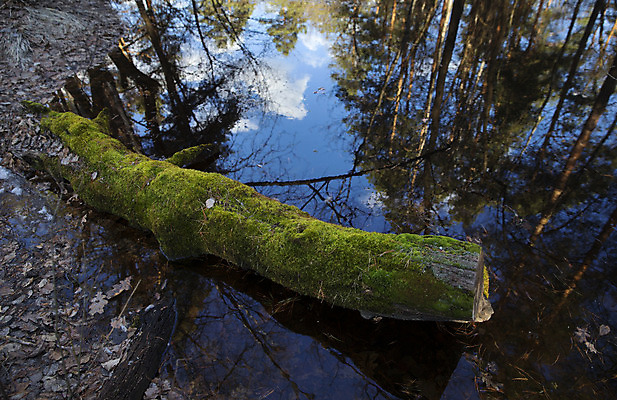 포토 JPG 해외이미지 나무 계절 풍경 사람없음 야외 물 여름 강 환경 침묵 봄 숲 홍수 해외202004 해외포토 자연요소 식물 소리 자연재해 파일형식 이미지허브