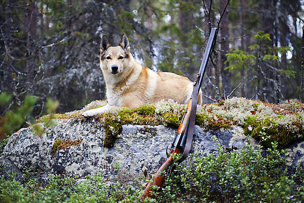 포토 JPG 해외이미지 동물 1 스포츠 자연 털 사람없음 야외 반려동물 햇빛 힘 우정 총 에너지 가을 개 보호 흥분 코 보안 사냥 주둥이 시베리아 신앙심 해외202004 해외포토 계절 감정 무기 컨셉 포유류 안전 신체부위 친구 태양 생태계 파일형식 이미지허브