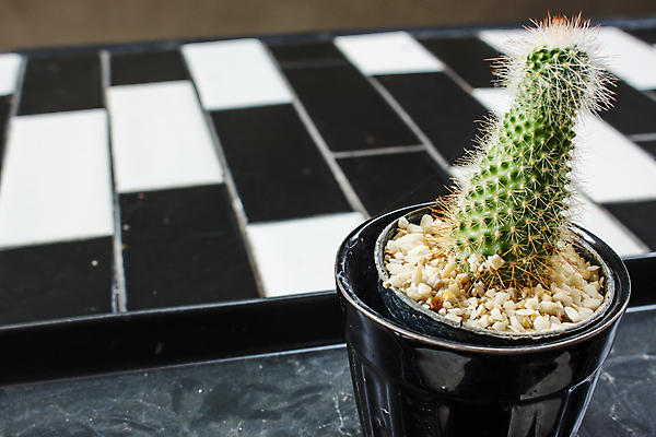 포토 JPG 해외이미지 식물 꽃 화초 백그라운드 자연 선인장 주택 건조 사람없음 장식 초록색 컬러풀 고통 사막 성장 흰색 신선 가시 상처 냄비 위험 작음 큼 갈증 허브 데이지 날카로움 가뭄 스파이크 고립 골무 심기 해외202004 해외포토 감정 컬러 컨셉 모션 날씨 건물 솥 크기 생태계 파일형식 이미지허브