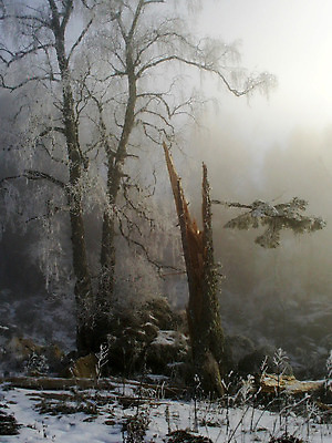 포토 JPG 해외이미지 나무 구름 크리스마스 겨울 자연 동화 친절 풍경 사람없음 목재 꿈 안개 바위 나뭇가지 해외202004 해외포토 자연요소 식물 계절 기념일 재료 날씨 돌_바위 생태계 파일형식 이미지허브